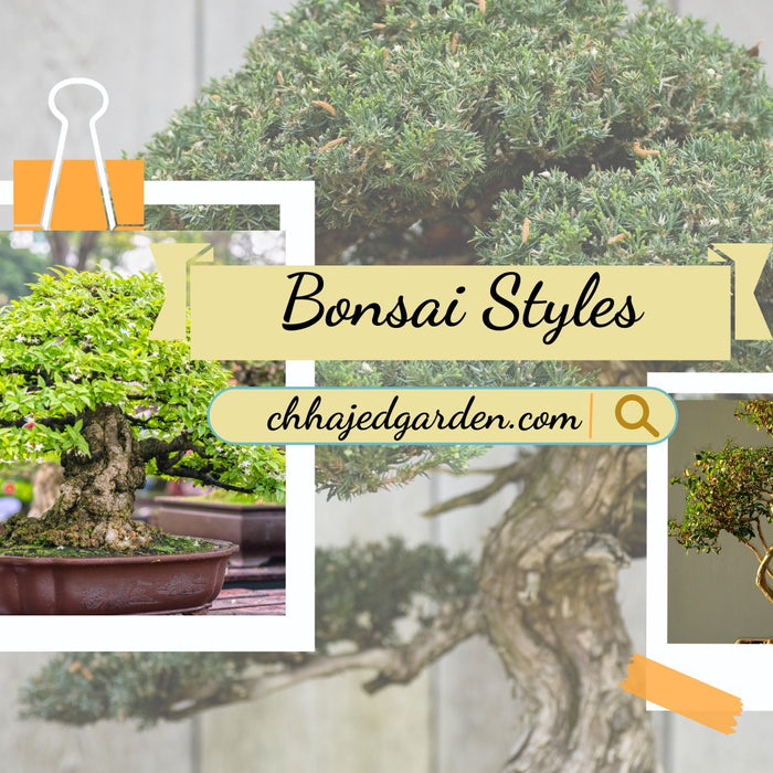 Bonsai Styles: An Overview of the Different Forms