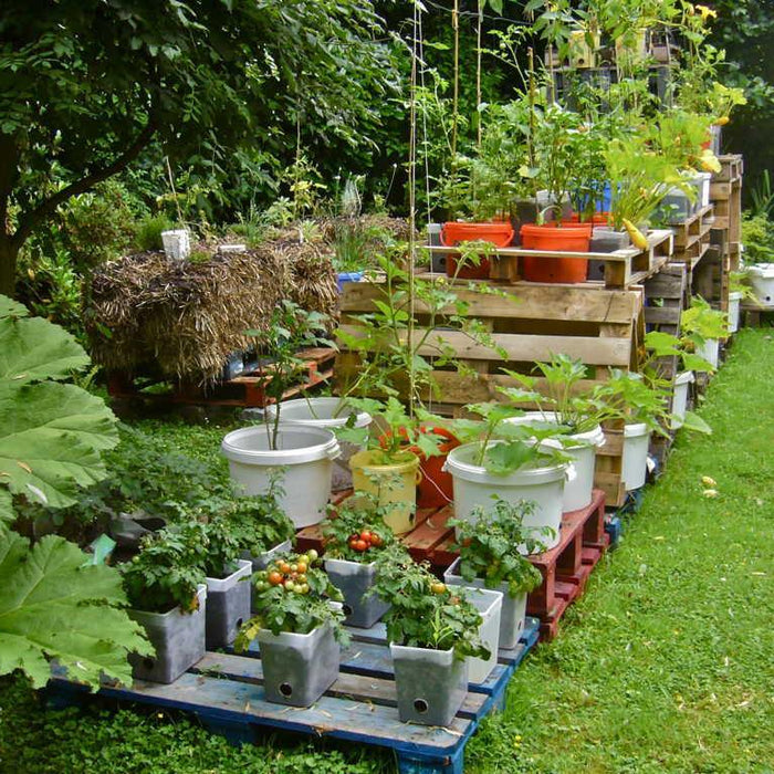 Container Gardening - CGASPL