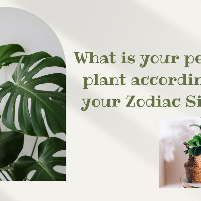 Perfect plant according to your zodiac sign