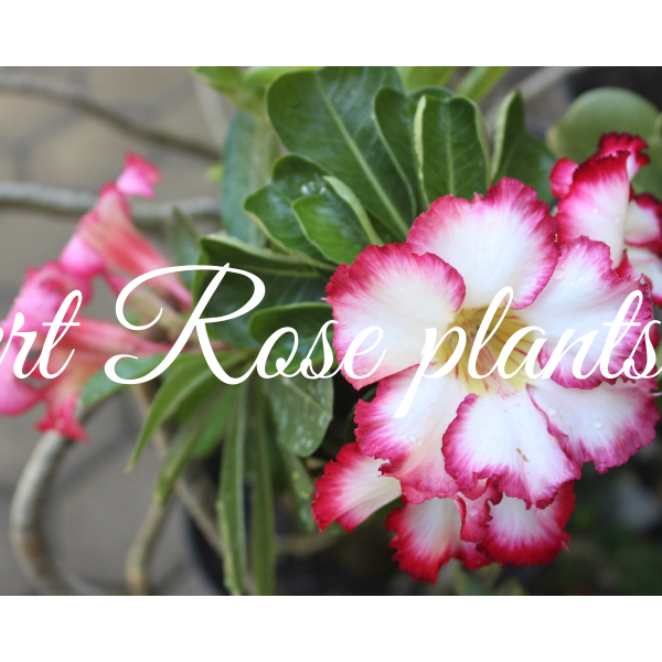 The Desert Rose- ADENIUM - CGASPL