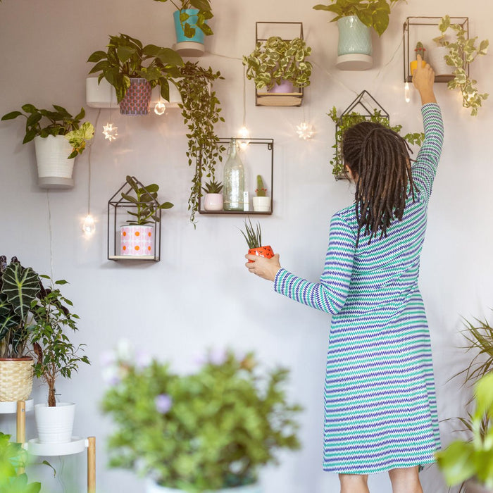 How to decorate your Home with Indoor Plants 