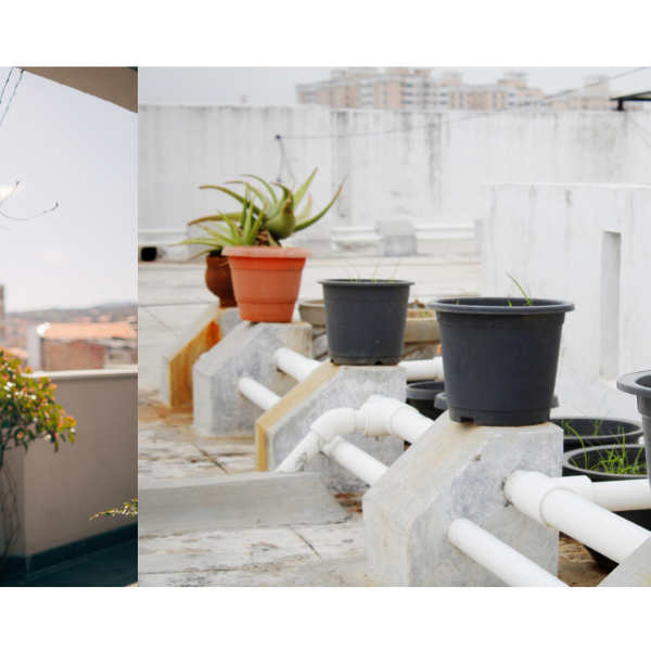 Terrace Garden Plants - CGASPL