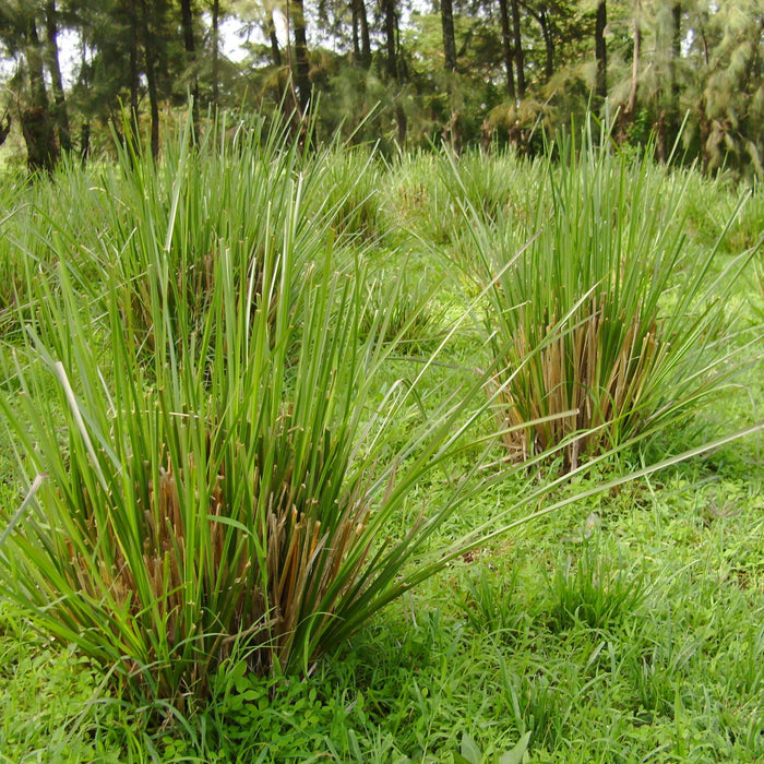 Introduction to Vetiver Grass - CGASPL