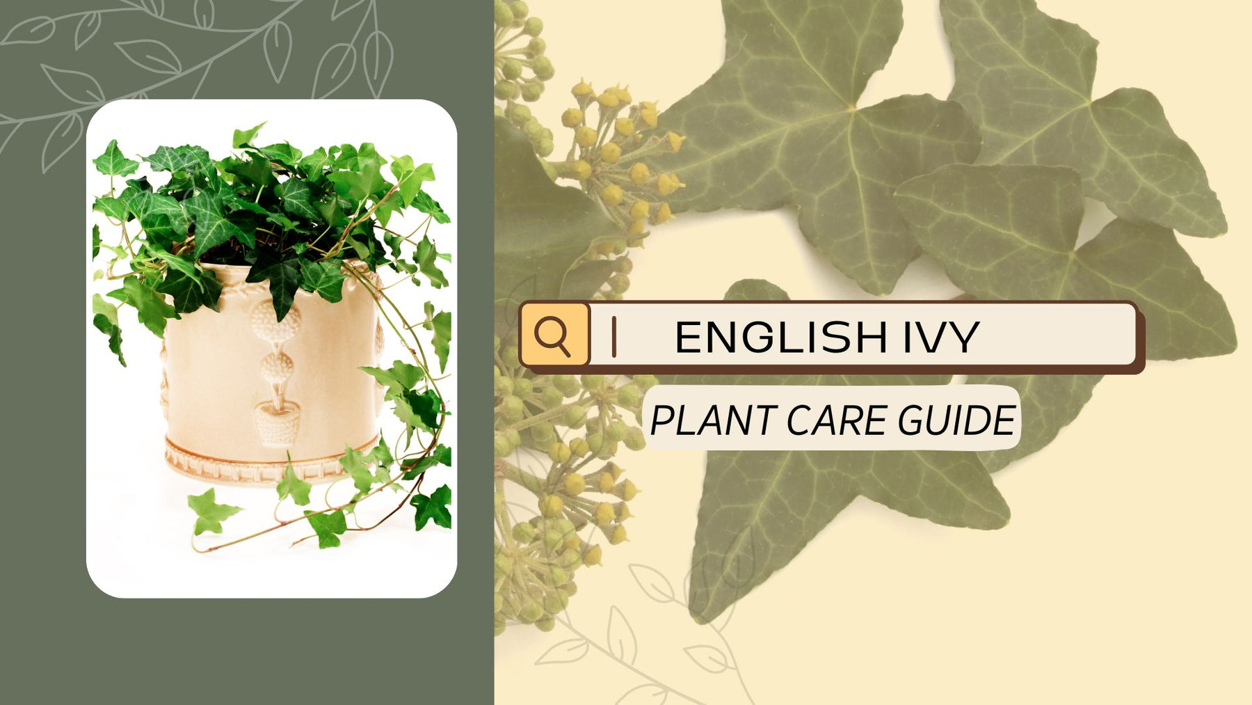 English Ivy (Hedera helix) Plant Care Guide