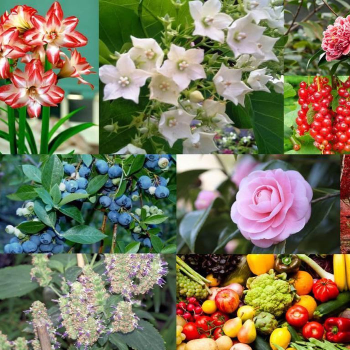 Winter Plants - CGASPL