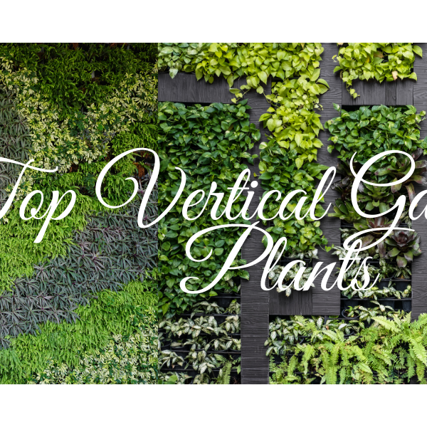 Best Plants For Indoor Vertical Gardening - CGASPL