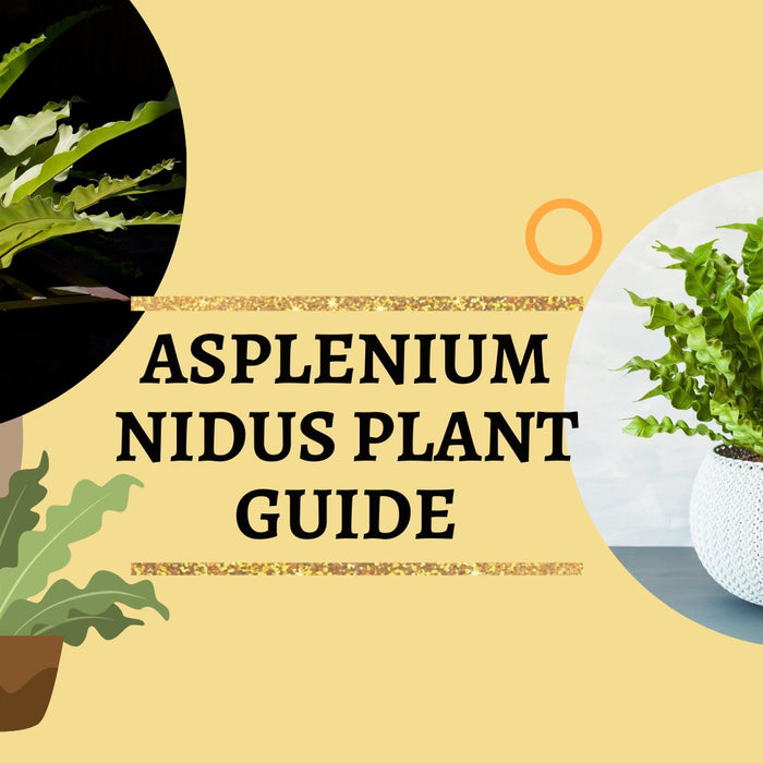 asplenium nidus plant care guide