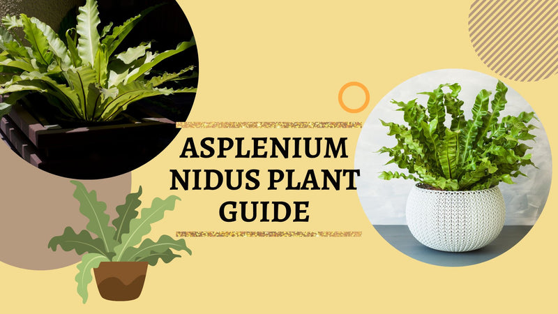 Asplenium Nidus: A Complete Plant Guide  ChhajedGarden.com