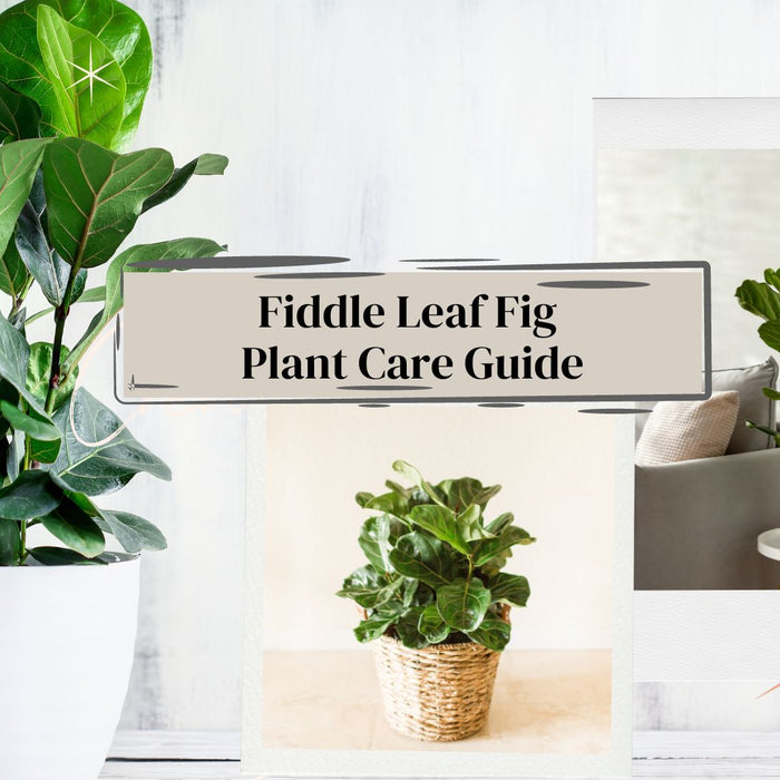 Fiddle Leaf Plant 101: A Beginner's Guide to Growing and Caring for Fiddle Leaf Plants