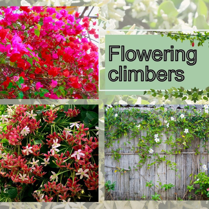 Top 13 Flowering Climbers for an Indian Garden: Vibrant Choices