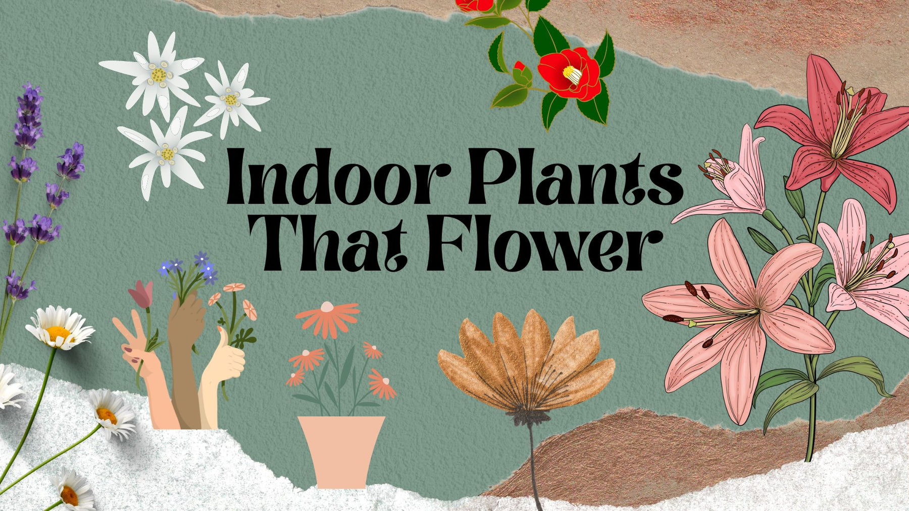 Indoor Plants that Flower