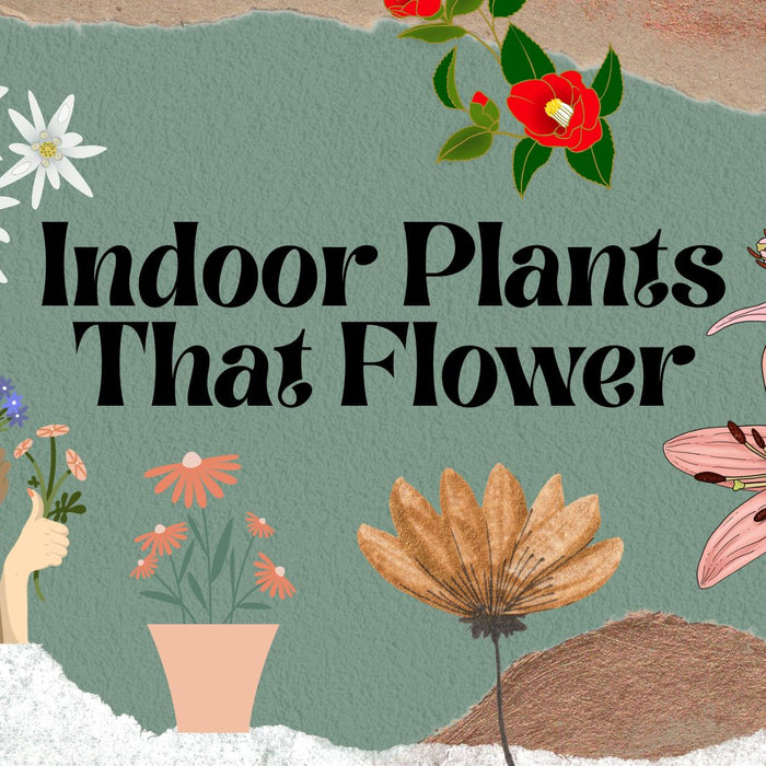 Indoor Plants that Flower