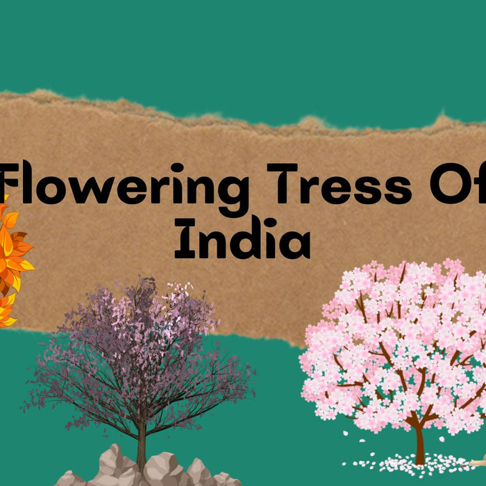 flowering trees of India