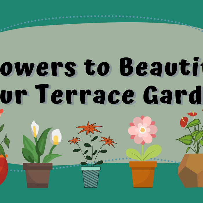 Top 20 Flowers to Beautify Your Terrace Garden