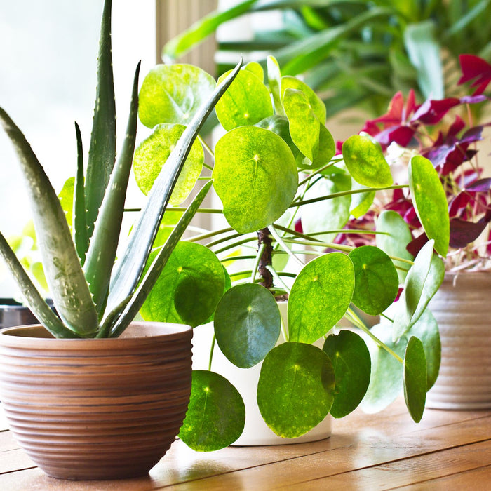 health benefits of having plants 