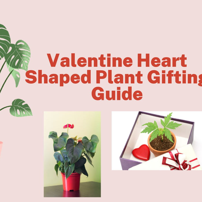 The 10 best plants with heart shaped leaves to show your love