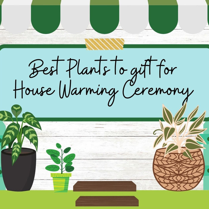 10 Best Plants as house warming gifts India 2022