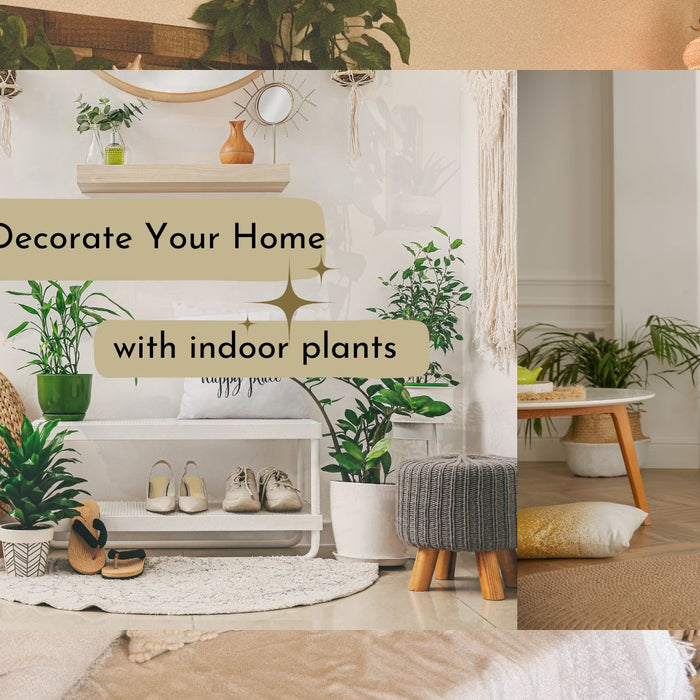 Ideas to Decorate Your Home with Indoor Plants