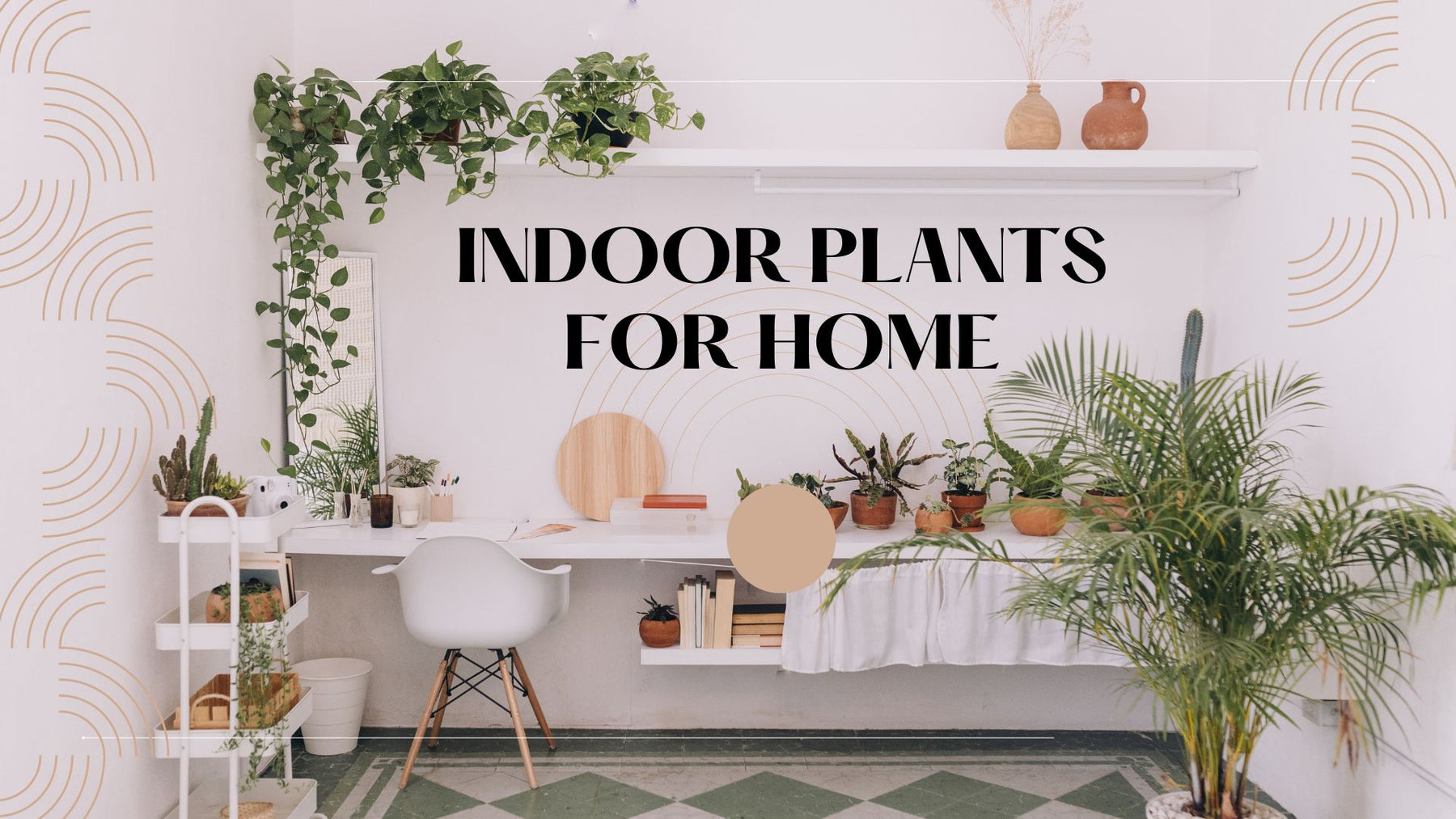 25 Easy to care Indoor Plants for Indian Homes
