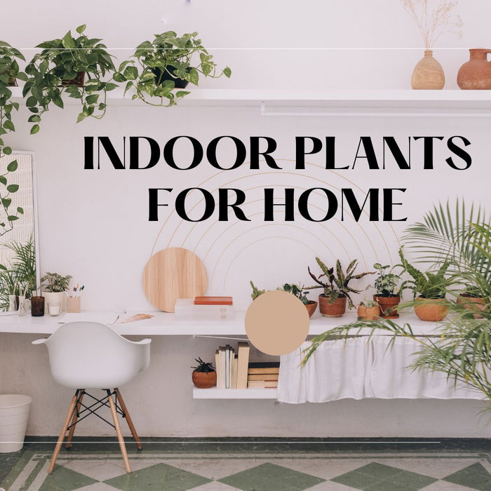 25 Easy to care Indoor Plants for Indian Homes