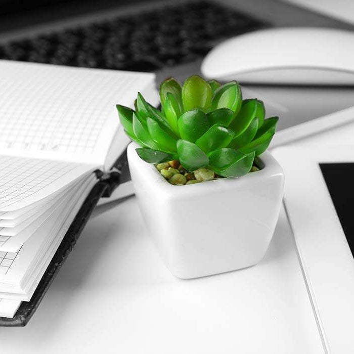  keep plants on your office desk