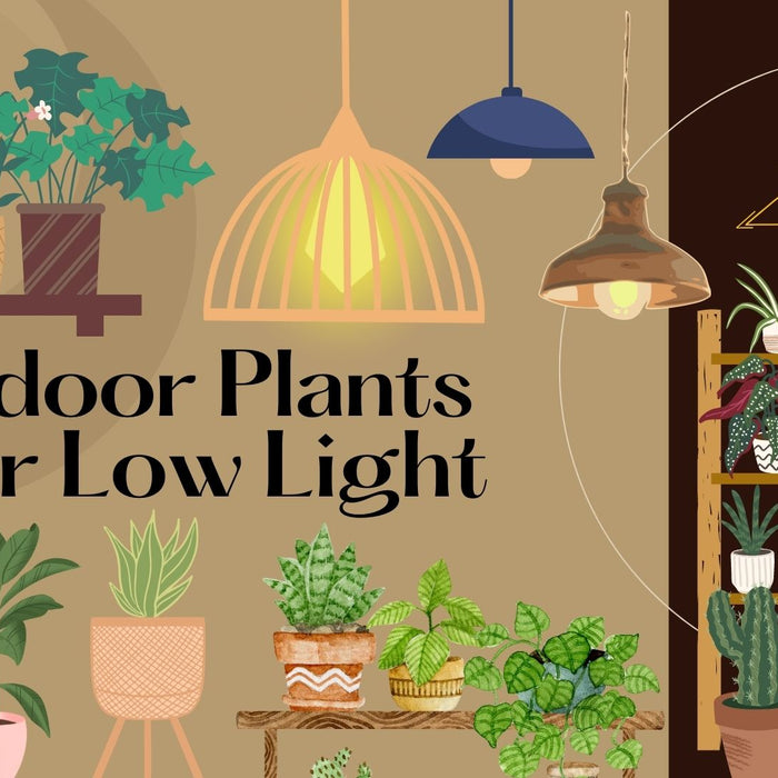 Top 15 Indoor Plants for Low Light
