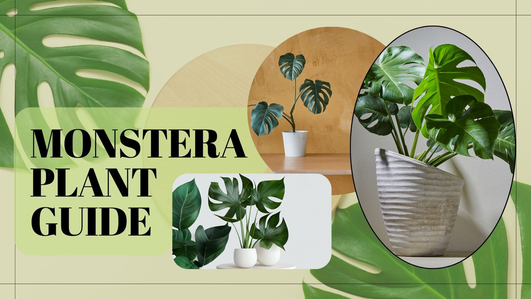 Monstera Plant Care Guide