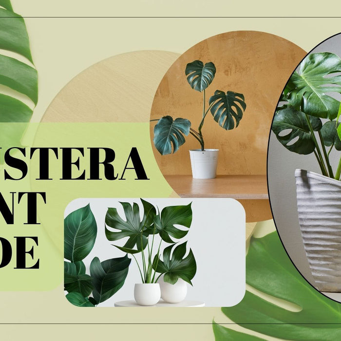 Monstera Plant Care Guide