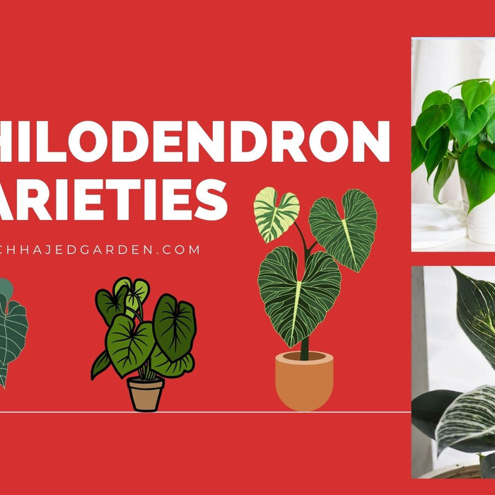 39 Stunning Philodendron Varieties