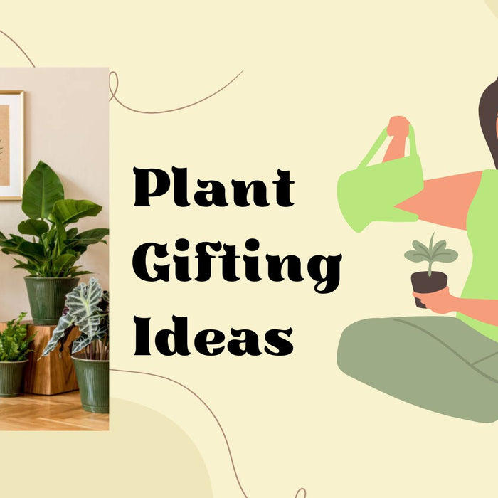 Plant Gifting Ideas