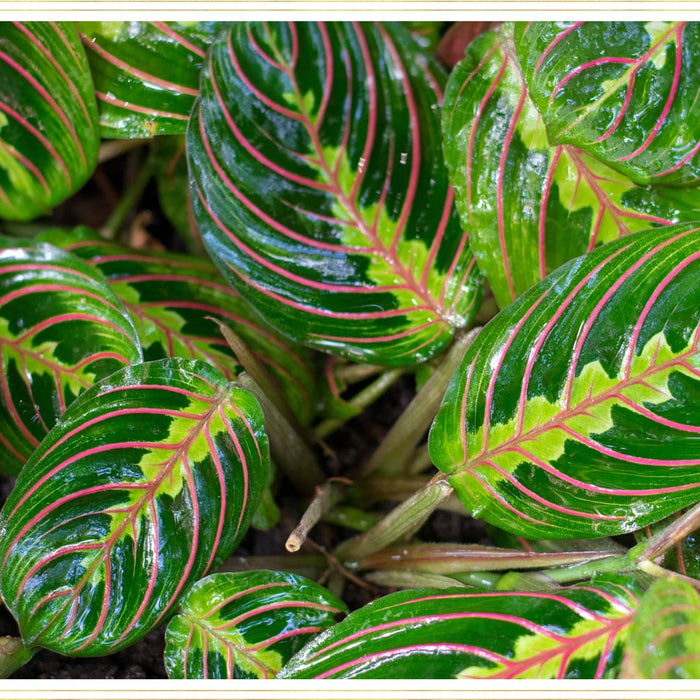 Wholesale Plant Supplier in India: Calathea Plants