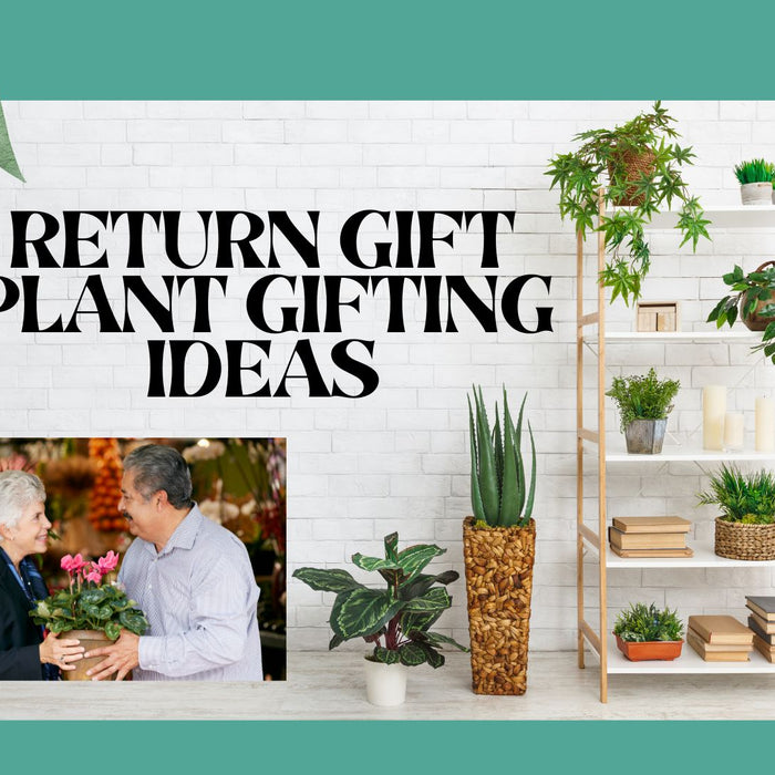 Return Gift Plant Gifting Ideas