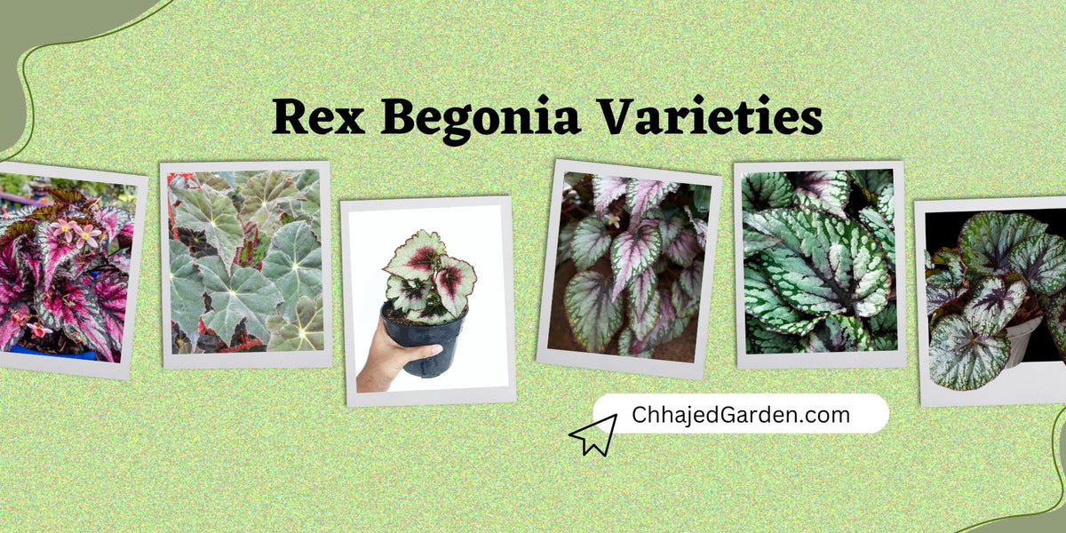 Rex Plode Variets Rex Begonia: The 47 Most Stunning Varieties for Your Garden ...