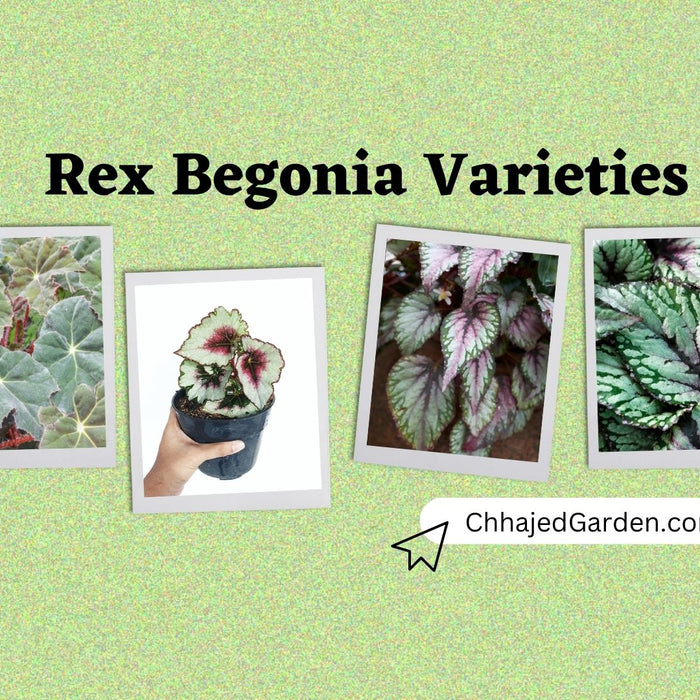 Rex Begonia: The 47 Most Stunning Varieties for Your Garden