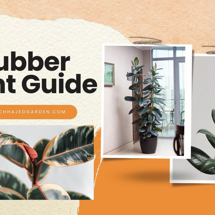Rubber Plant Guide: Everything You Should Know About Growing Rubber Plants