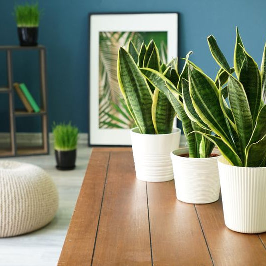 Interesting benefits of snake plants 
