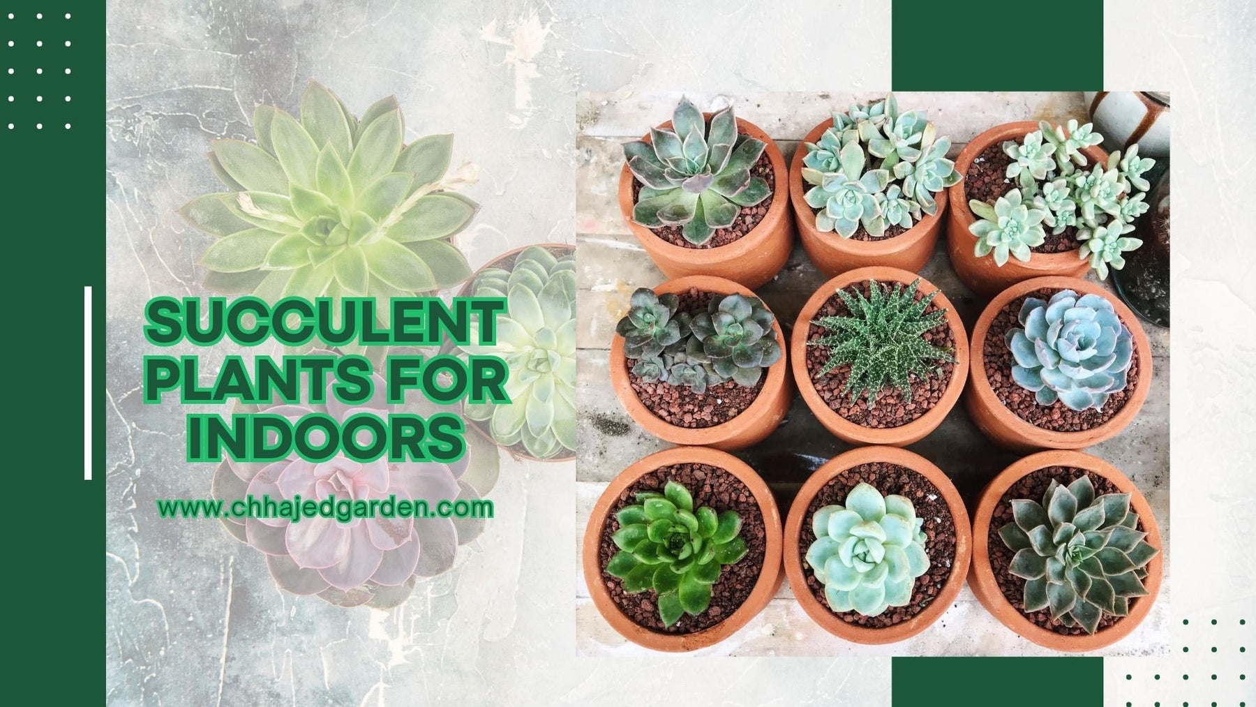 Succulent Plants for Indoors: 30 Best Varieties for Your Home