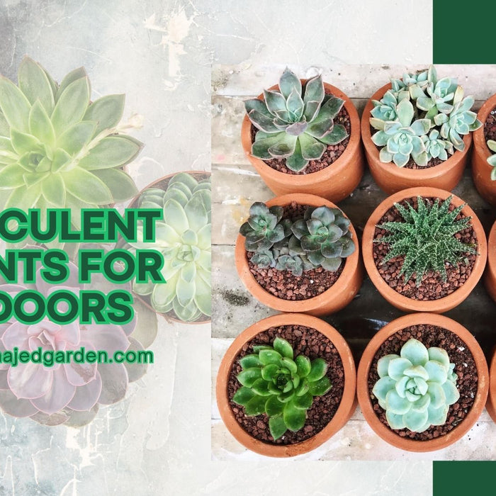 Succulent Plants for Indoors: 30 Best Varieties for Your Home
