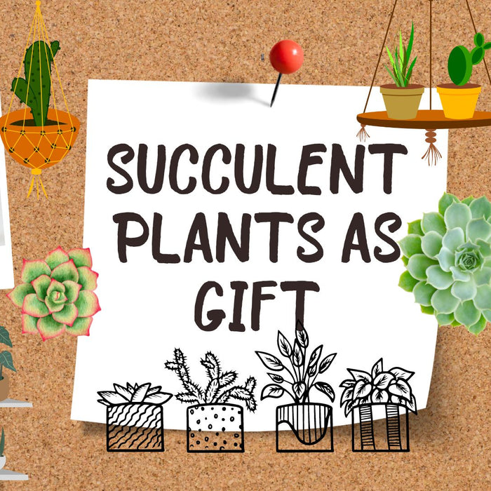 Succulent Plants Are The Perfect Gift For Any Occasion