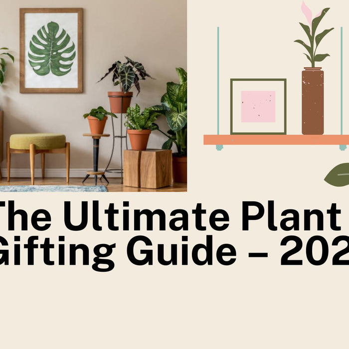 The Ultimate Plant Gifting Guide – 2022