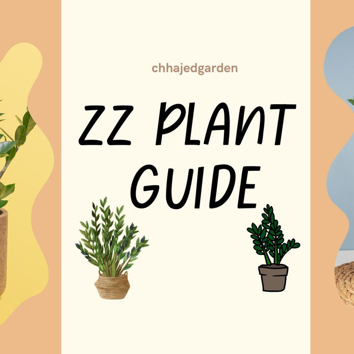 ZZ( Zamioculcas Zamiifolia) Plant Guide