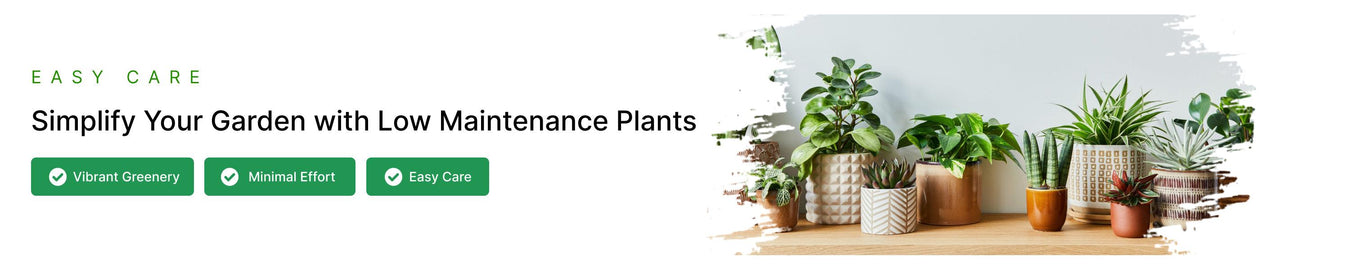 Low Maintenance Plants - ChhajedGarden.com