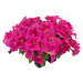 Petunia Success HD Pink Flower Seeds
