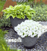 Petunia Success HD White Flower Seeds