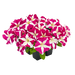 Petunia Success HD Rose Star Flower Seeds