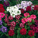 Verbena Obsession Mix Flower seeds