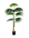 1.6m 7 Leaves Fan Palm  Plant In Pot
