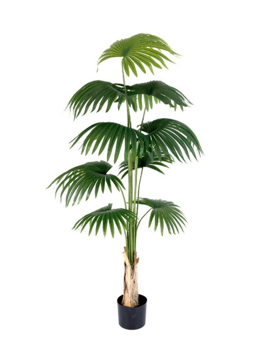 Artificial 1.8m 9 Leaves Fan Palm  Plant In Pot