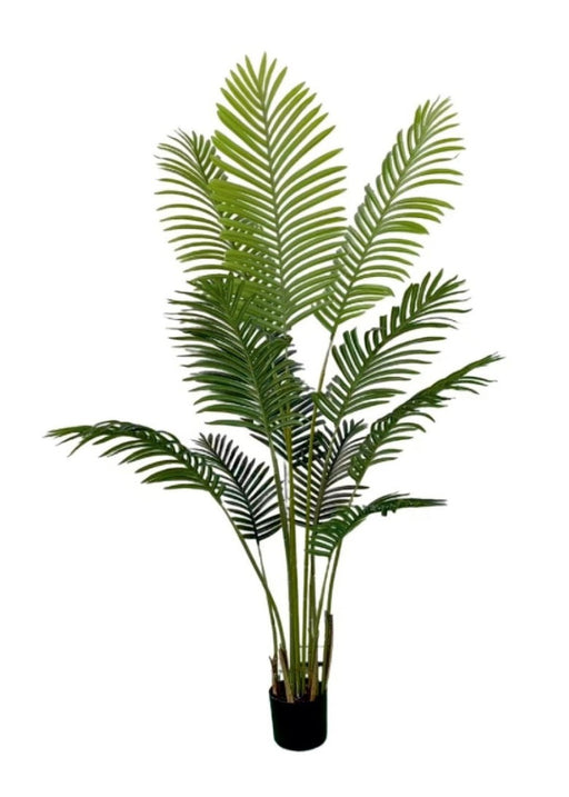 1.6m 12 Leaves Areca Palm  Plant In Pot