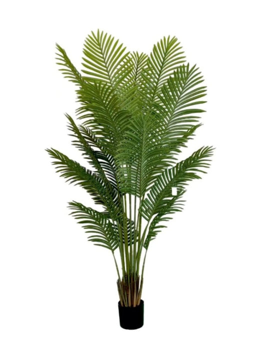 1.8m 18 Leaves Areca Palm  Plant In Pot